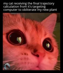 Cat succulent plant meme