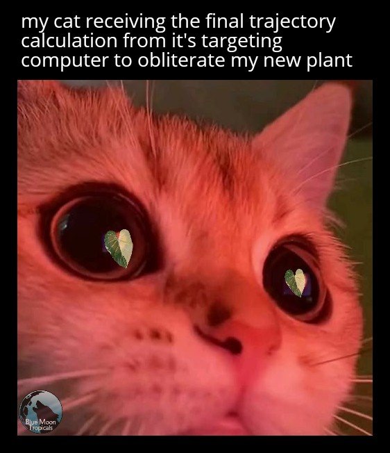Cat succulent plant meme poisonous
