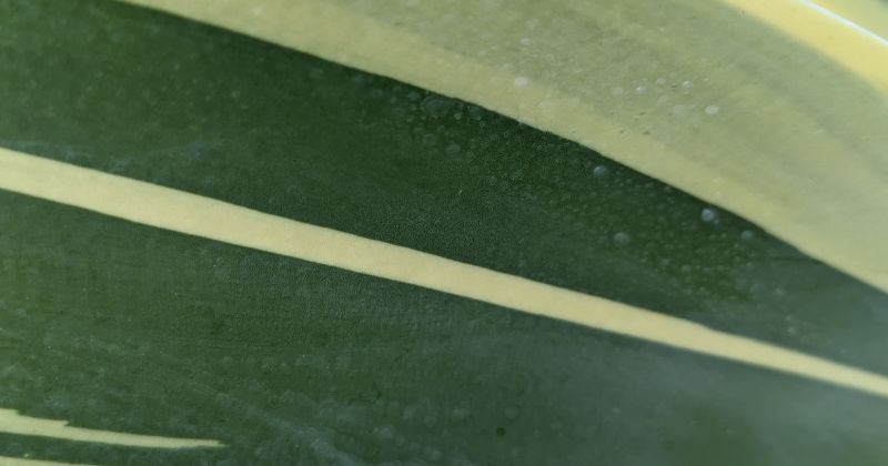 Closeup of agave attenuata ray of light leaf kid