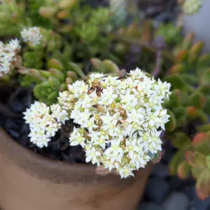 Cluster of flowers growing out of succulent