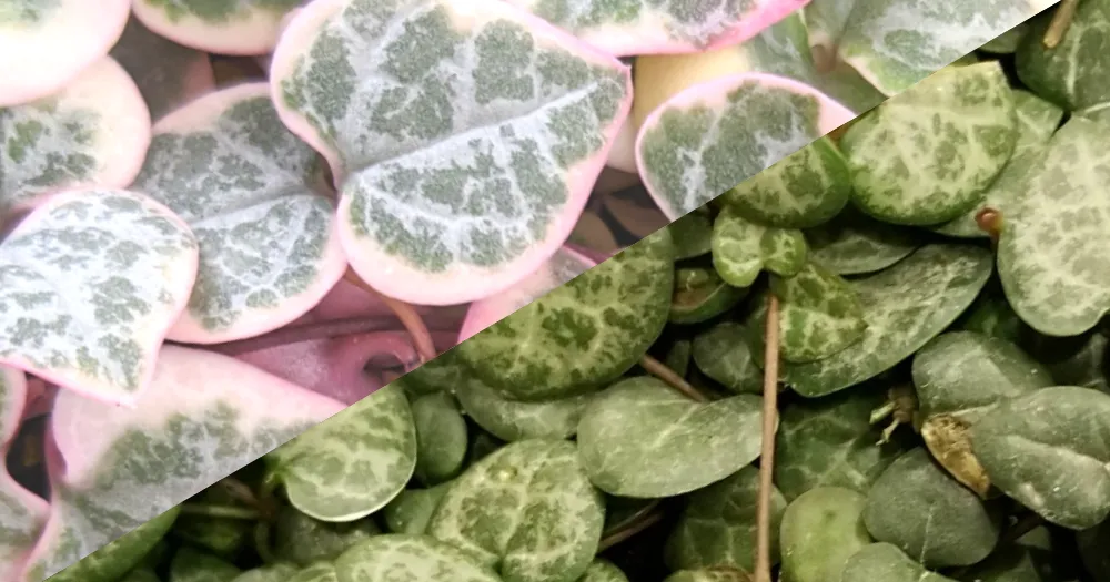Difference between variegated and regular string of hearts succulent