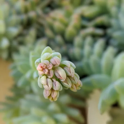 Donkey tail flowers growing out of succulent grow