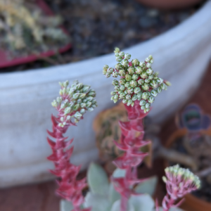 Dudleya flower growing out of succulent