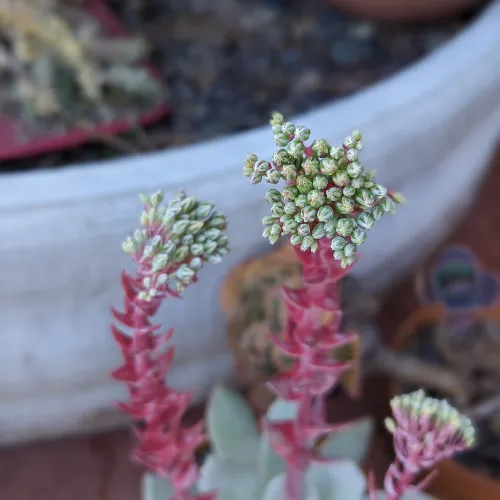 Dudleya flower growing out of succulent grow