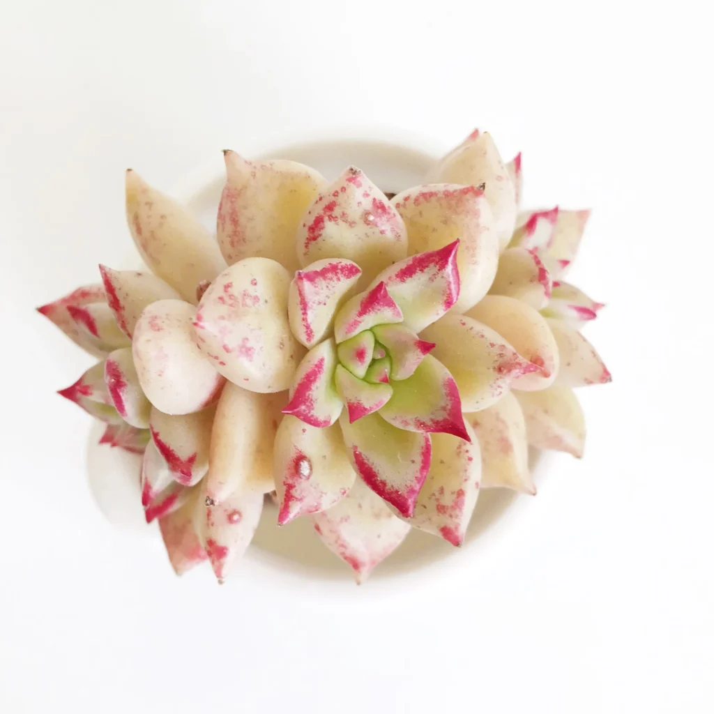 Echeveria Arze Etsy Echeveria arze etsy grow