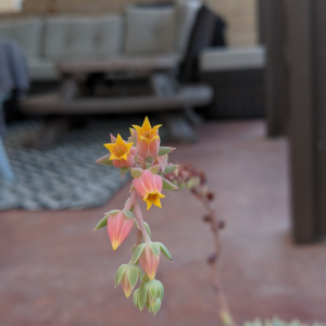 Echeveria bloom stalk tall growing out of succulent