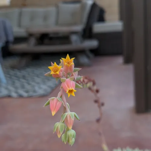Echeveria bloom stalk tall growing out of succulent grow
