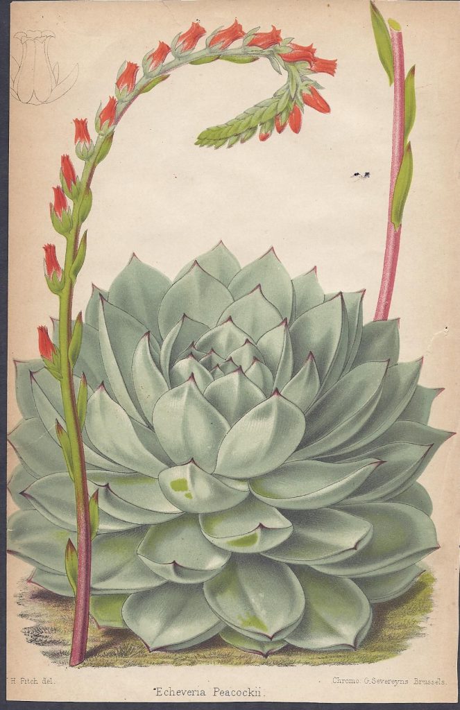Echeveria desmetiana botanical illustration echeveria desmetiana