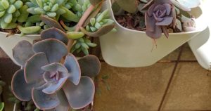 Echeveria dusty rose and her pup