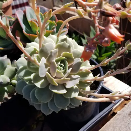 Echeveria lola multiple blooms growing out of succulent grow