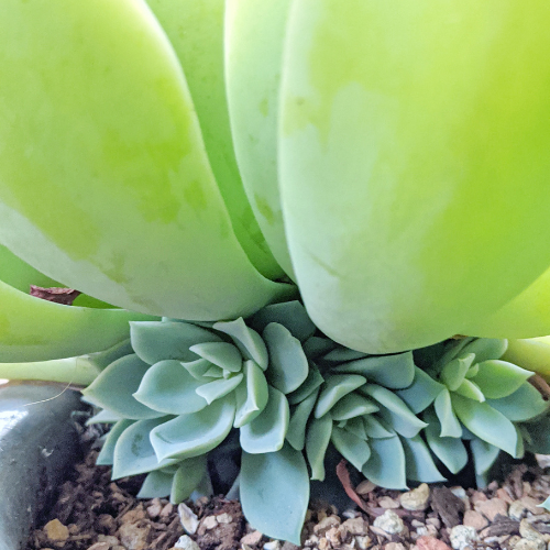 Echeveria pups growing from the base of the succulent succulent soil