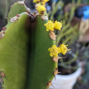 Euphorbia flowers growing out of succulent