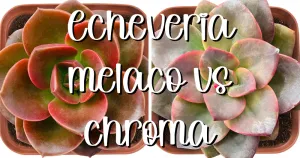 Feature melaco vs chroma echeveria difference