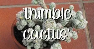 Feature thimble cactus mammilaria gracilis 04282023