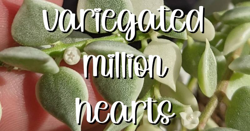 Feature variegated million hearts 04242023
