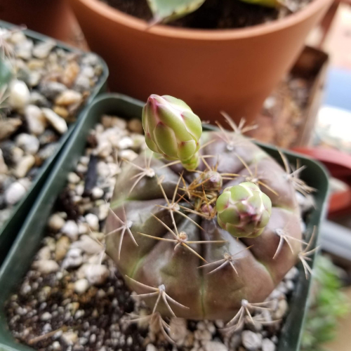 Flower bud growing out of cactus grow