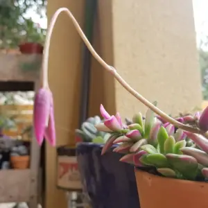 Flower pod growing out of anacampseros succulent