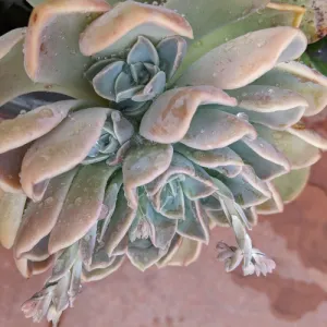 Flowers and pups growing out of echeveria