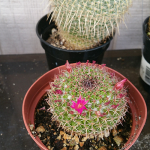 Flowers growing out of cactus succulent