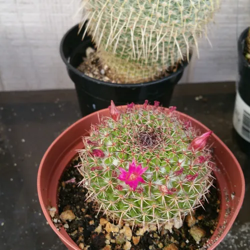 Flowers growing out of cactus succulent grow