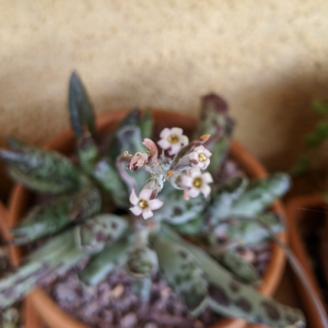 Flowers on adromischus growing out of succulent