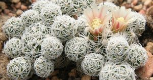Flowers thimble cactus mammilaria gracilis 04282023