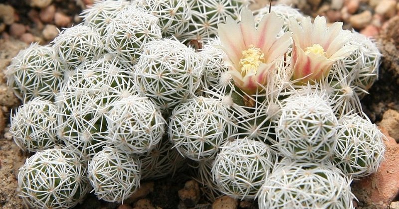 Flowers thimble cactus mammilaria gracilis 04282023 thimble