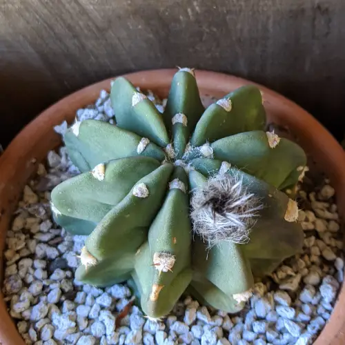 Fluffy black growth growing out of succulent grow