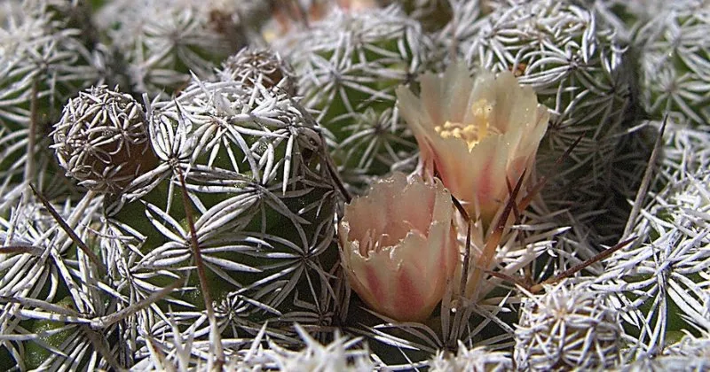 Full sun thimble cactus mammilaria gracilis 04282023 thimble