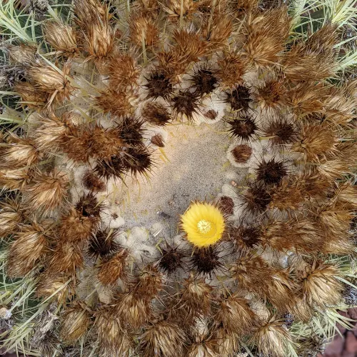Golden barrel cactus buds and flower grow