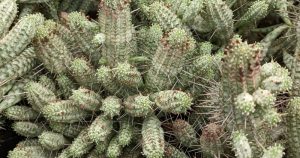 Huge clump variegated corn cob cactus euphorbia mammilaris