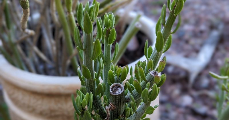 I planted just a segment of senecio swizzle sticks and it has thrown out many new branches04222023 swizzle