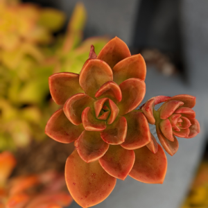 Melaco echeveria flower starting to grow out of succulent