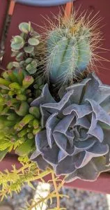 Mixed cactus succulent arrangement 04222023