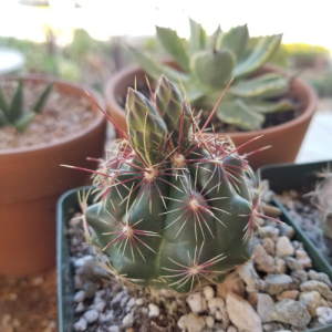 New flower buds growing out of cacti 1