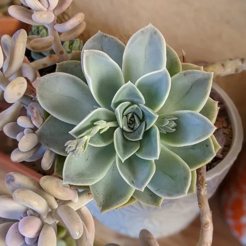 New flower stalk growing out of succulent grow