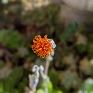 Orange flower from trailing jade succulent