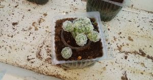 Potted thimble cactus mammilaria gracilis 04282023