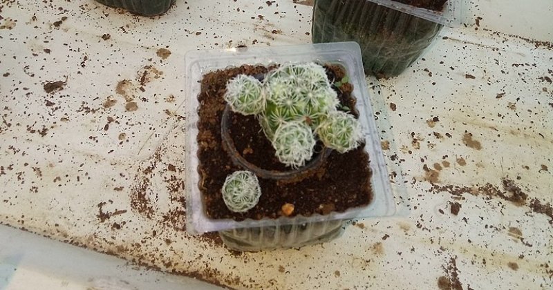 Potted thimble cactus mammilaria gracilis 04282023 thimble