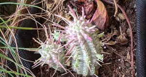 Potted variegated corn cob cactus euphorbia mammilaris