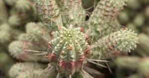 Propagating variegated corn cob cactus euphorbia mammilaris