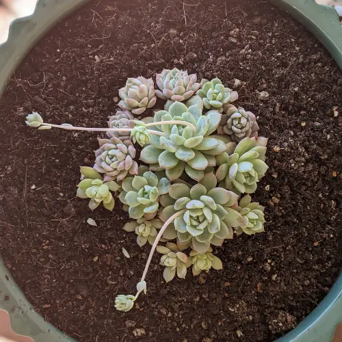 Pups growing out of echeveria prolifica grow