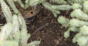 Spot the lizard variegated corn cob cactus euphorbia mammilaris