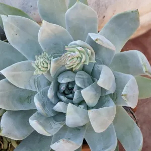 Start of flower stalk on dudleya growing out of succulent