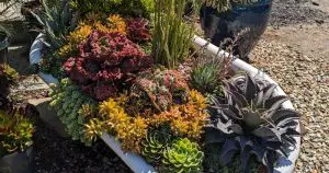 Succulent planted bathtub at waterwise botanicals