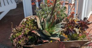 Succulent planted wheelbarrow at waterwise botanicals
