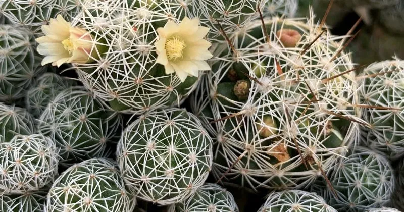Thimble cactus mammilaria gracilis 04282023 thimble