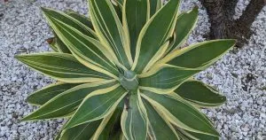 Variegated agave attenuata ray of light