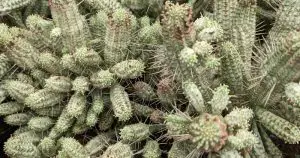 Variegated corn cob cactus euphorbia mammilaris