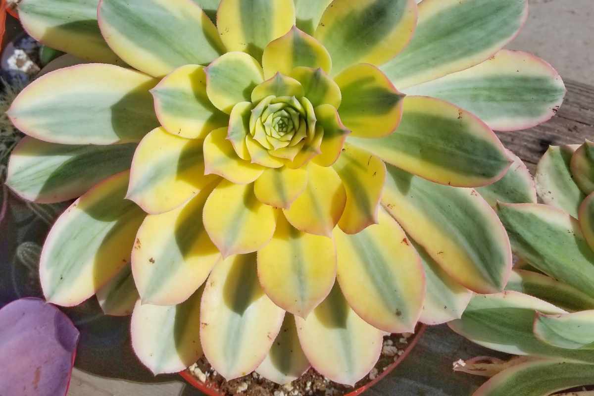 What is an aeonium outside